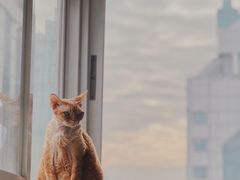 -Heymao猫咖.咖啡厅(东门店)