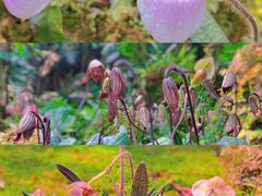 -深圳仙湖植物园