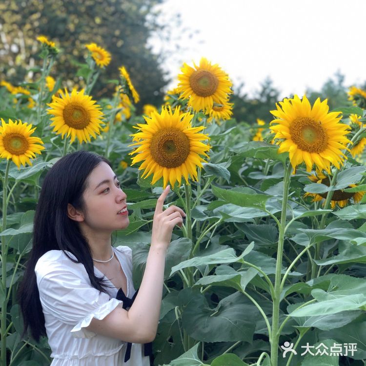 奥森百亩向日葵开啦🌻太美太出片了🌻 