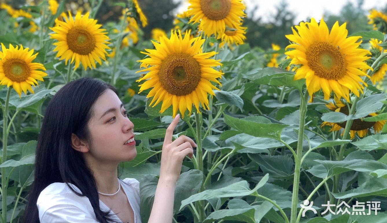 奥森百亩向日葵开啦🌻太美太出片了🌻 