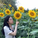 奥森百亩向日葵开啦🌻太美太出片了🌻 