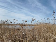 -盐城丹顶鹤湿地生态旅游区