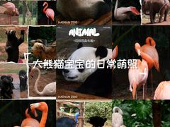 -海南热带野生动植物园