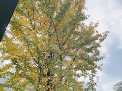 -翠园十八号庭院餐厅