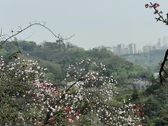 -重庆园博园