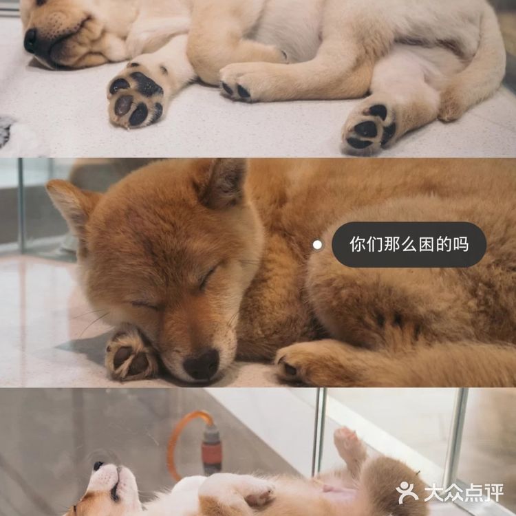 超大宠物乐园任你玩