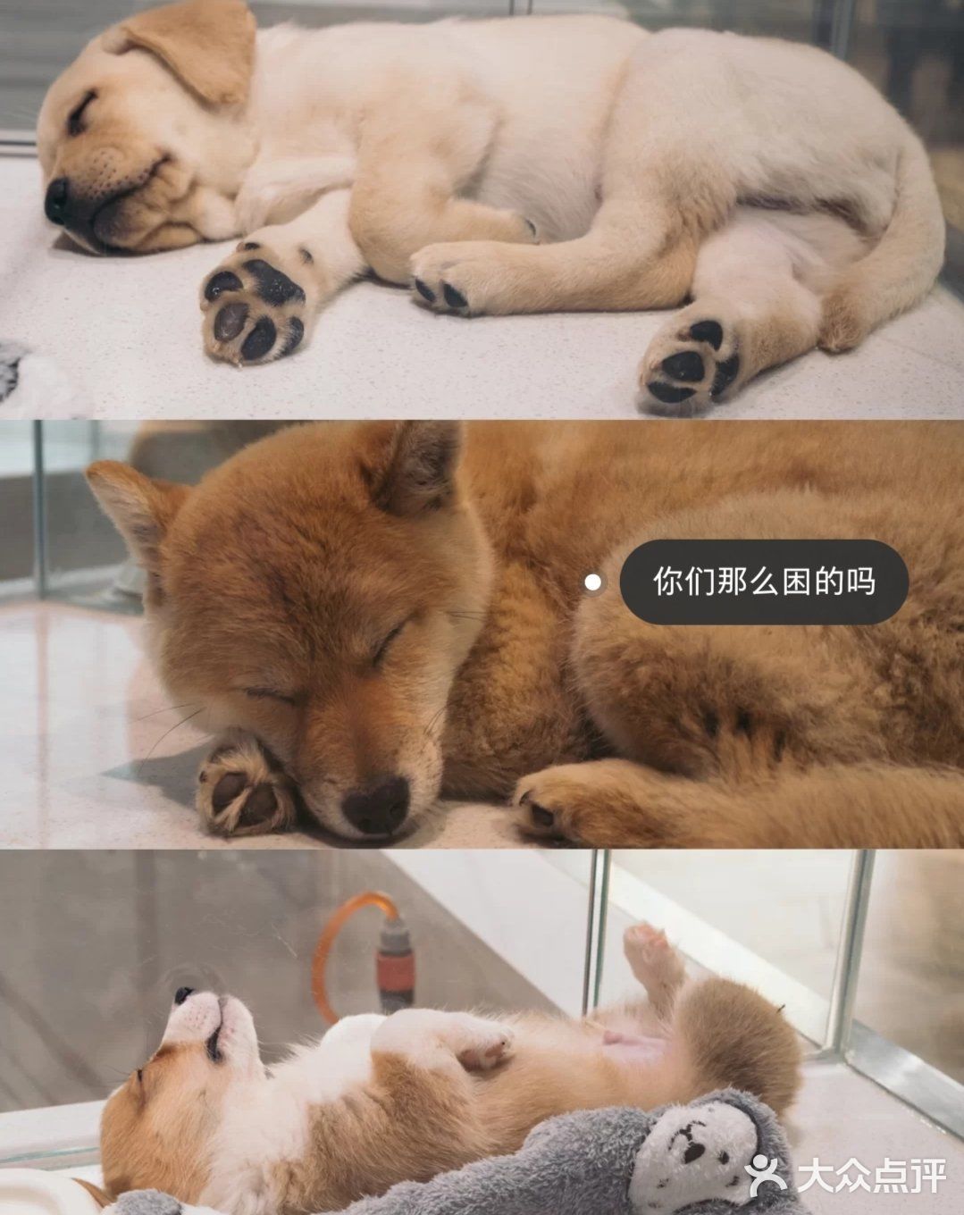 超大宠物乐园任你玩