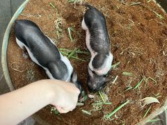 -正佳雨林生态植物园