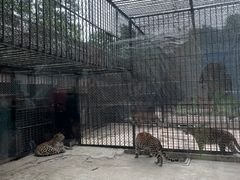 -深圳野生动物园