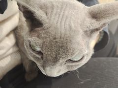 -琪喵猫屋·撸猫猫咖·猫舍