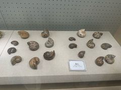 -辽宁古生物博物馆