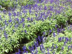 -松山湖梦幻百花洲