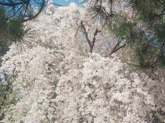 -西安青龙寺遗址景区