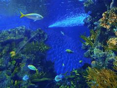 -上海海洋水族馆