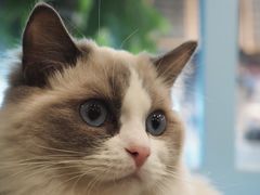 -遇见羊驼·奶狗咖·布偶猫咖·法斗柯基柴犬阿拉斯加(春熙路太古里IFS店)