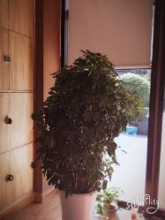 -明洞造型精品烫染