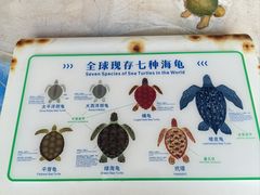 -广东惠东海龟国家级自然保护区