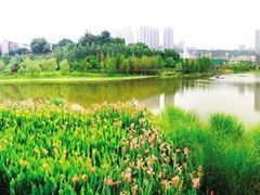 -重庆彩云湖湿地公园