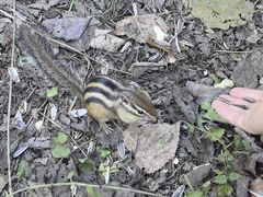 -五营红松林海景区