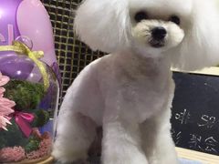 -读宠于你·约克夏比熊·睫角守宫·爬宠售卖(高新店)