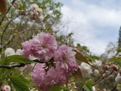 -武汉大学-樱园