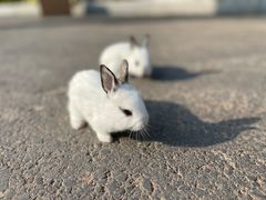 -广州锦绣香江度假别墅