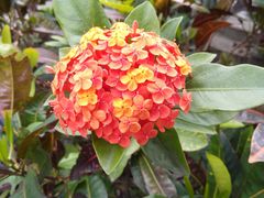 -华南国家植物园-售票处