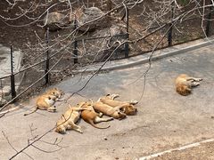 -大连森林动物园