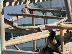 -西霞口神雕山野生动物世界