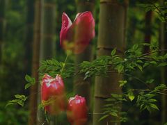 -碑林公园