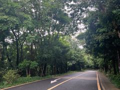 -深圳仙湖植物园