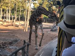 -清迈夜间动物园