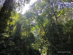 -莫里热带雨林景区