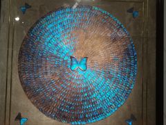 -上海昆虫博物馆