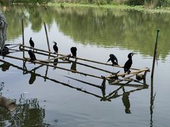 -长兴太湖图影湿地文化园