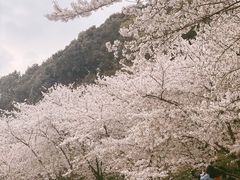 -苏州上方山国家森林公园