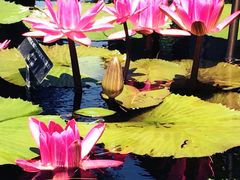 iphone_upload_pic-长木花园