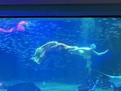 -海合安成都极地海洋公园