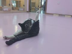 -爪爪喵星球·猫舍(前海卓越店)