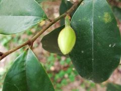 -天适樱花悠乐园