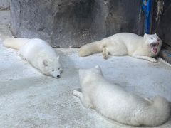 -海合安青岛极地海洋公园