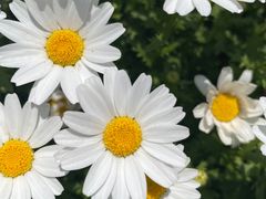 -上海鲜花港