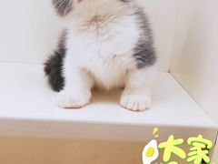 -十年猫舍·猫咪专门店(普陀店)