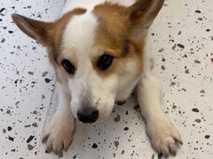 -瑞派康怡24h宠物医院·犬猫医疗中心·微创绝育(瑞景分院)