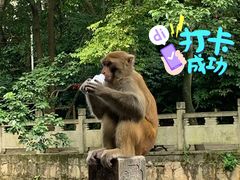 -黔灵山公园