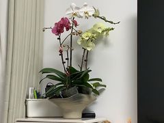 -龙大花卉苗木市场