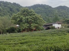 -中国茶叶博物馆(双峰馆区)