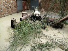 -都江堰中华大熊猫苑