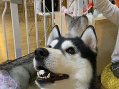 -Husky Go! 哈士奇体验馆·宠物咖啡厅狗咖