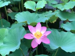 -莲花池公园